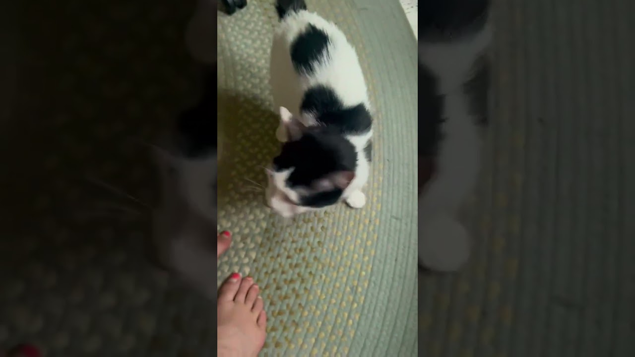 Enlarge Sonata, a Adoptable mixed breed in Groveland, MA video 5/6