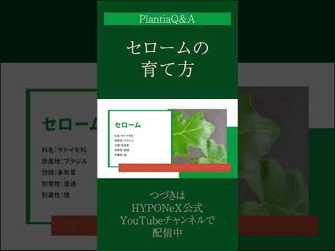 牡丹に最適な肥料は何ですか?この春、美しい花を咲かせるための実践ガイド!  庭園
