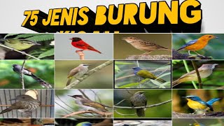 Download lagu 75 jenis burung kicau gambar dan nama burung gacor... mp3
