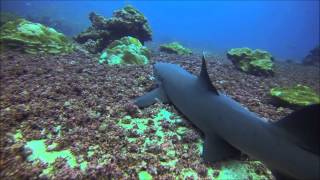 Gary Numan Here in the Black