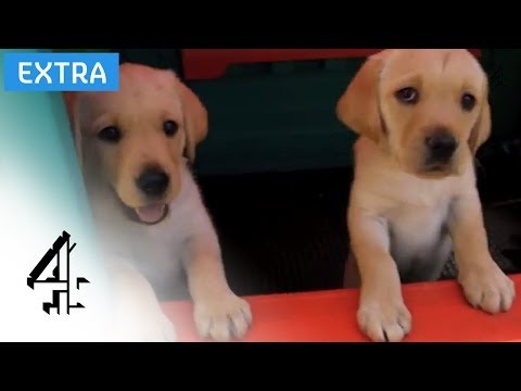 Dogs Alone - Update | Channel 4