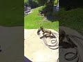 Chihuahua￼ dog gets attacked By Coyote on Camara #live #viral #shorts ￼