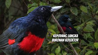 Download lagu MENGENAL KEPODANG DADA MERAH YANG LANGKA DAN HARGANYA mp3