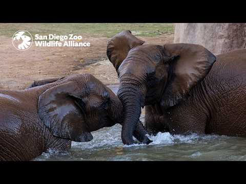 Elephants at Watering Hole Ambient Sounds
