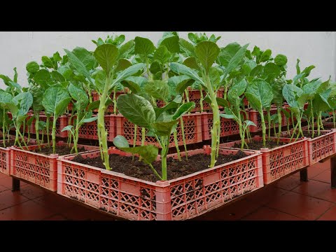 How to grow water spinach quickly without watering anyone can do it