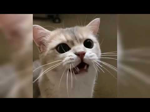 Cats with Unexpected aura - Compilation