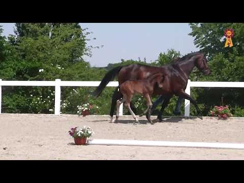 Fohlen von Fürstenball x Sandro Hit