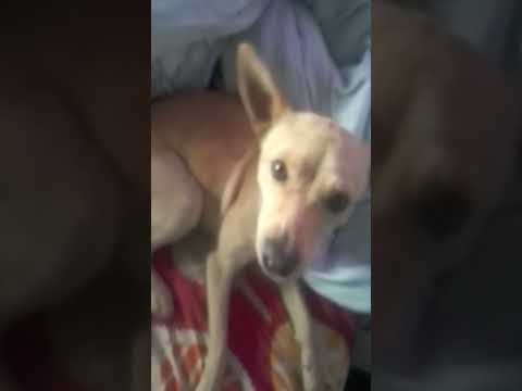 Cuando tu perro se traga tu celular