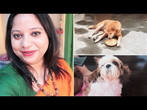 How my puppy react during shower | BIRTHDAY lunch with stray puppies Video