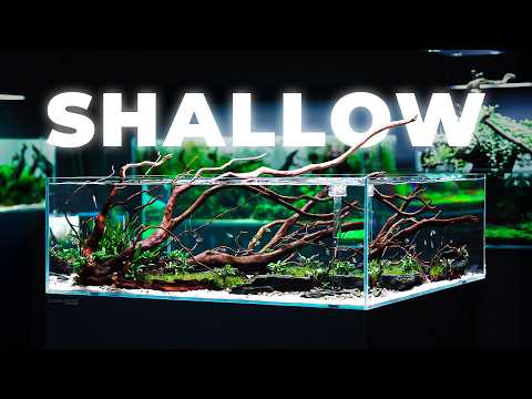 Building a Shallow Aquascape with Tiger Barbs: A Beginner's Guide