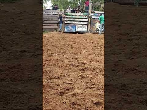 🐂🔥 No chão de Santa Luzia D’Oeste-RO, o touro da companhia @biscoito_ciamarcab9