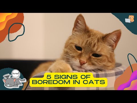 The 5 Signs of Boredom in a Cat and How to Fix It