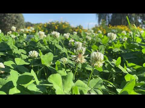 Golden Wonderland / Trifolium repens flower ☱☲