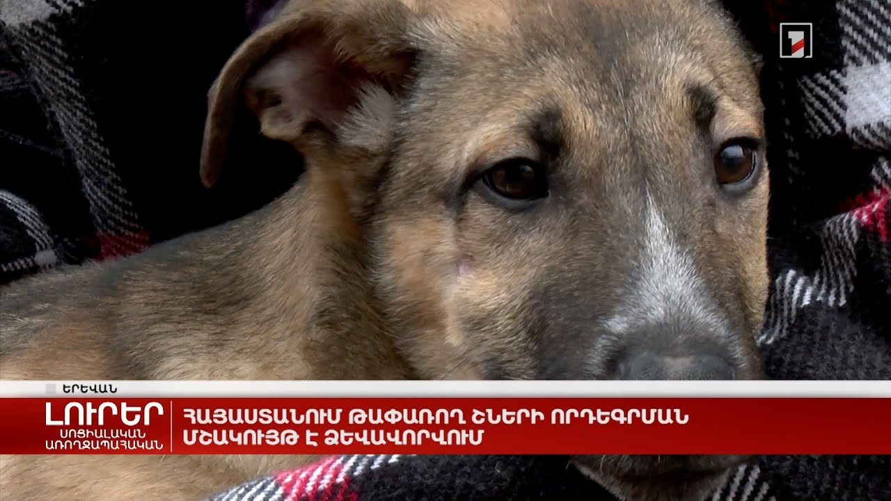 Հայաստանում թափառող շների որդեգրման մշակույթ է ձևավորվում
