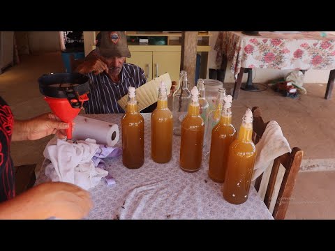 Packing honey from two uruçu trees, how much did it yield? + Tasting the mangoes that Geraldo bou...