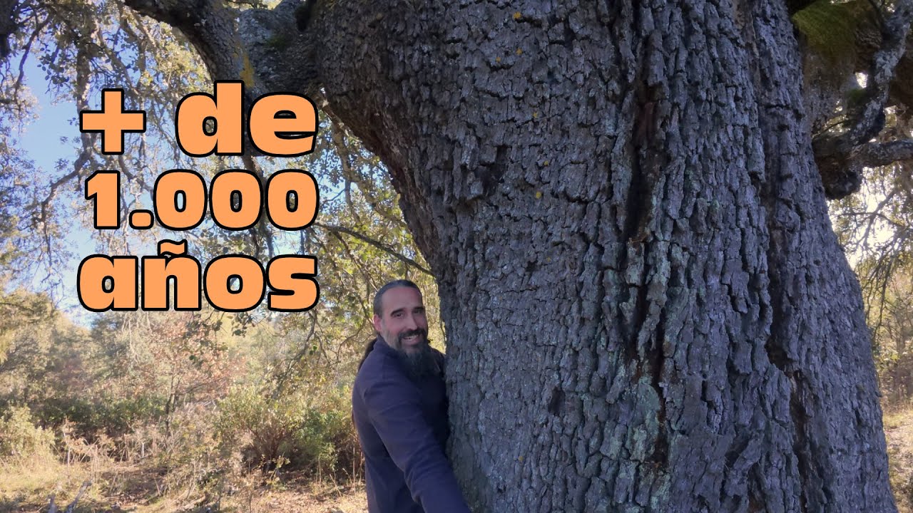 Parque Natural Sabinares del Arlanza - La yecla. El Sabinar más grande que existe