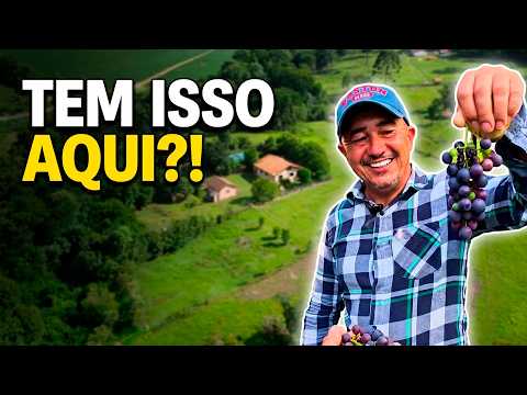 Chácara produtiva com riacho e frutas direto do pé em Prudentópolis por 480 mil 🍇