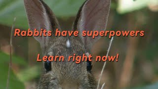 Rabbit Superpowers! 🐇🤯 You Won't Believe This!