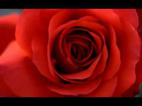 Ruži červeni ruži