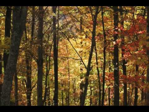 download lagu mp3 mp4 Fall Images With Pumpkins, download lagu Fall Images With Pumpkins gratis, unduh video klip Fall Images With Pumpkins