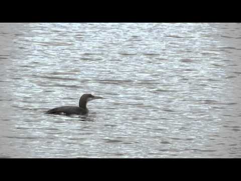 Birding Slovakia (František Bednár) - Gavia arctica - Potáplica stredná