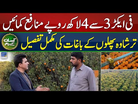 Business feasibility of citrus orchard in Pakistan | Kissan Kay Naam | EP 48 | Suno News HD