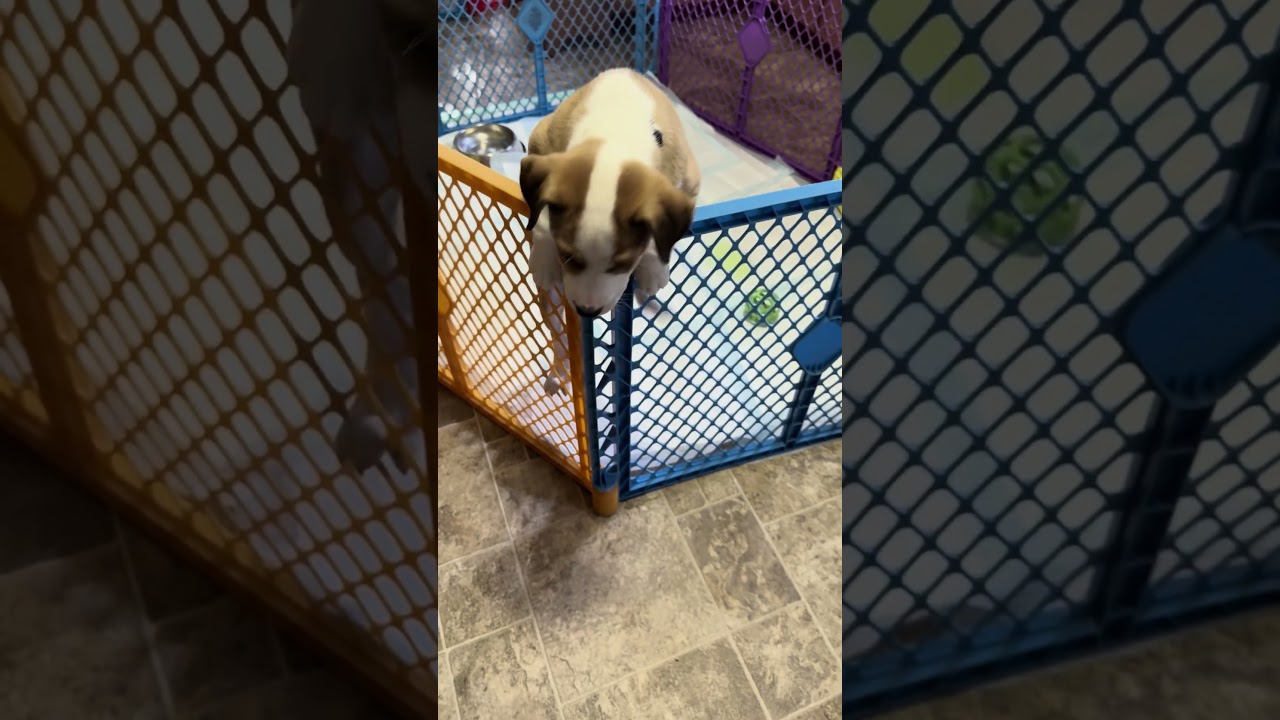 Enlarge Tippy, an adopted mixed breed in Smithfield, NC video 5/5