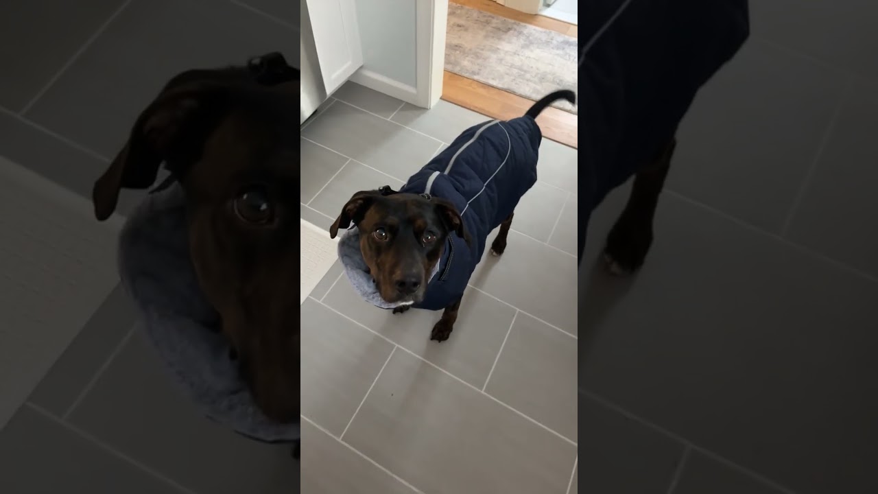 Enlarge Benny, an adopted mixed breed in Watertown, CT video 6/6