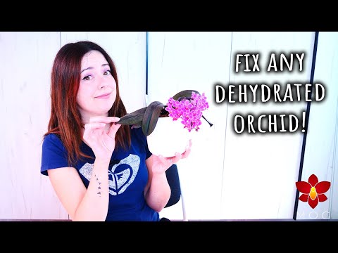 All you need to know about Dehydrated Orchids - Orchid Care for Beginners