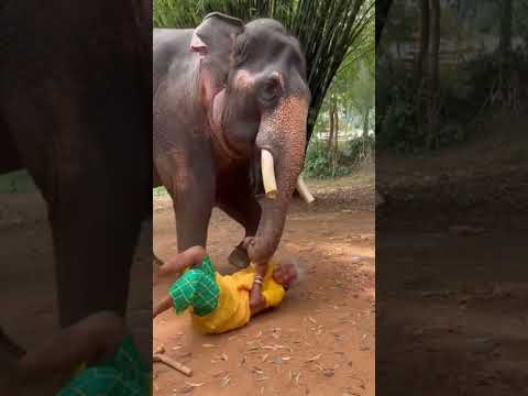 Jungli Hathi Dadi ko pakadkar jungle le gaya 😱🐘 | Sab hairaan reh gaye #shorts #attack #elephant