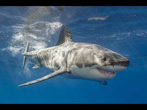 MANULE'OONGO 'OE HALA VAHA'AKOLO (KOLOMOTU'A) FOTU-'AE-IKATA'ANE