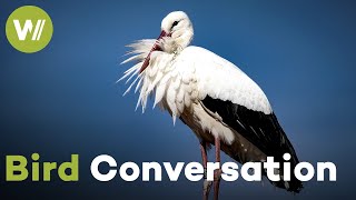 Lake Constance: Peter Berthold's Mission to Save Europe's Birds | Paradise Preserved (3/5)