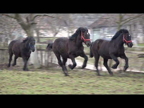 Manzele lui Beni de la Meziad, Bihor - 2021 Nou!!!