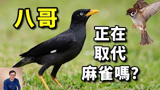 Re: [問卦] 真的沒人想處理八哥？
