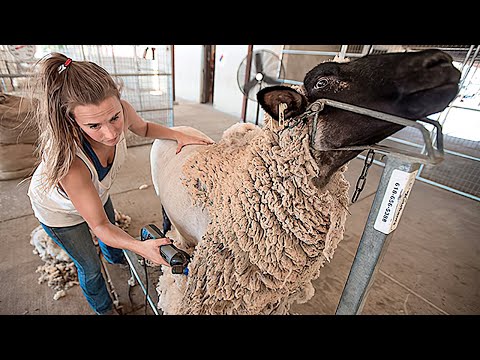 Amazing Modern Automatic Sheep Farming Technology