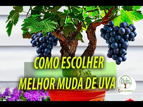 , title : 'MUDA DE UVA, COMO ESCOLHER E PREPARAR PARA PLANTAR Plantar em Casa'