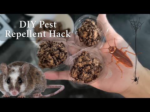 How I Stopped Mice and Bugs With Just Toilet Paper!