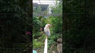 Download lagu MASTERAN lovebird ngekek konslet mp3