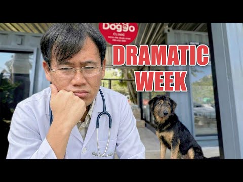 The Highs and Lows of Saving Street Dogs in Thailand - A Crazy Week at Happy Doggo