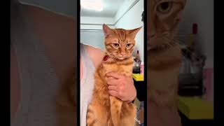 funny cat #cat #funny #india #fypシ #youtubeshorts #fyp #catvideos #catshorts #ytshorts #comedy #cute