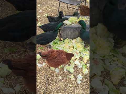 , title : 'Ducks feasting on lettuce!  #cayuga #duck #homestead'
