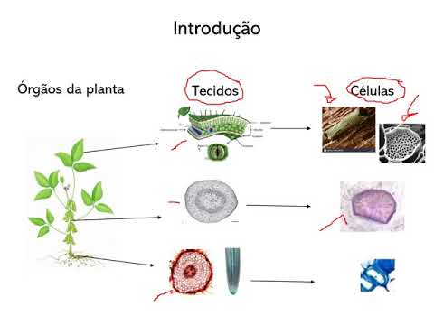 Anatomia Vegetal (Introdução) Parte 1