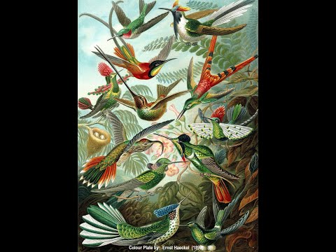 "Hummingbird Banding at Holiday Beach Provincial Park" - Sept. 18, 2021