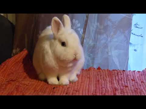 Kaninchen Jilliel; Bambi (04.05.14) 02 Bambi frisst Blinddarmkot