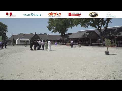 Fokdag Het Friesche Paard Midden Nederland | 8 juli 2023