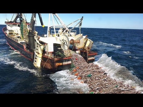 Amazing Commercial Cod Fishing With Big Net - Harvest & Freeze Hundreds of Tons of Fish on The Boat