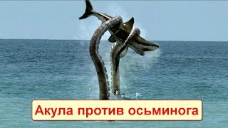 САМЫЕ СУМАСШЕДШИЕ БИТВЫ МОРСКИХ ЖИВОТНЫХ! Акула против осьминога