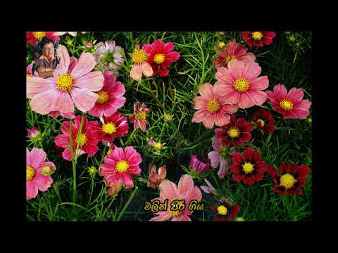 Robinson Fernando (Ronsun Suwadin) Old song (4/18)