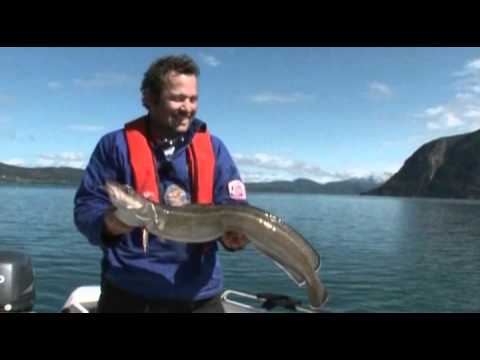 Fische&Fjorde präsentiert Rainer Korn - Iss Gut! - DVD-Trailer