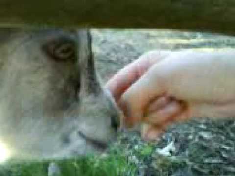 Get i apladalen i värnamo